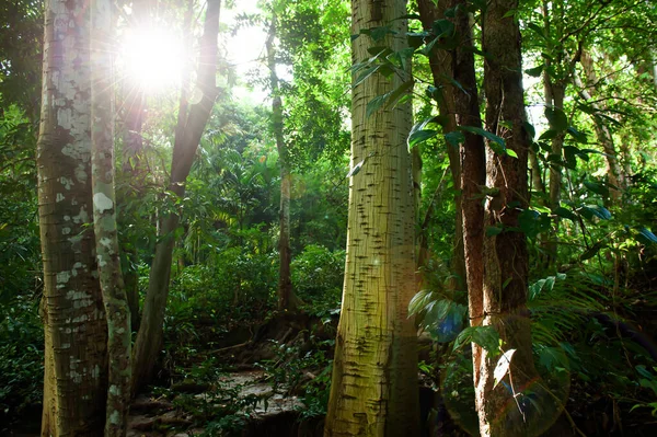 熱帯雨林の野生の木の枝を通して輝く日の出 木の幹に焦点を当てます 探査の概念 — ストック写真