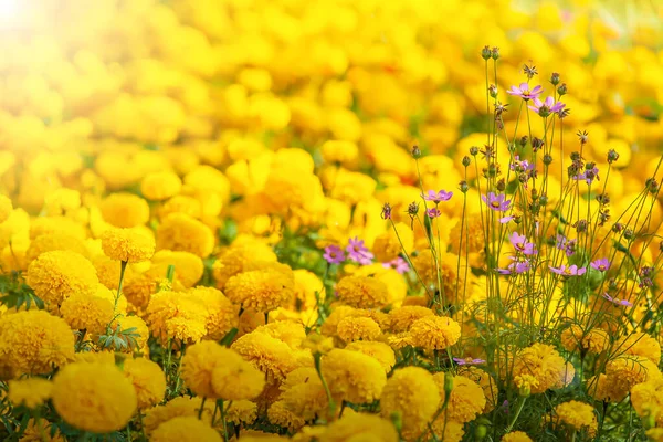 Leuchtend Lila Kosmos Und Gelbe Chrysanthemen Blühen Sonnigen Sommertagen Fokus — Stockfoto