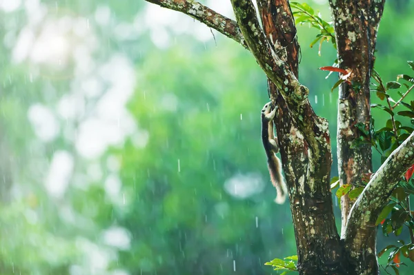 Счастливая Белка Финлейсонов Переменная Белка Отдыхает Ветке Дерева Дождём — стоковое фото