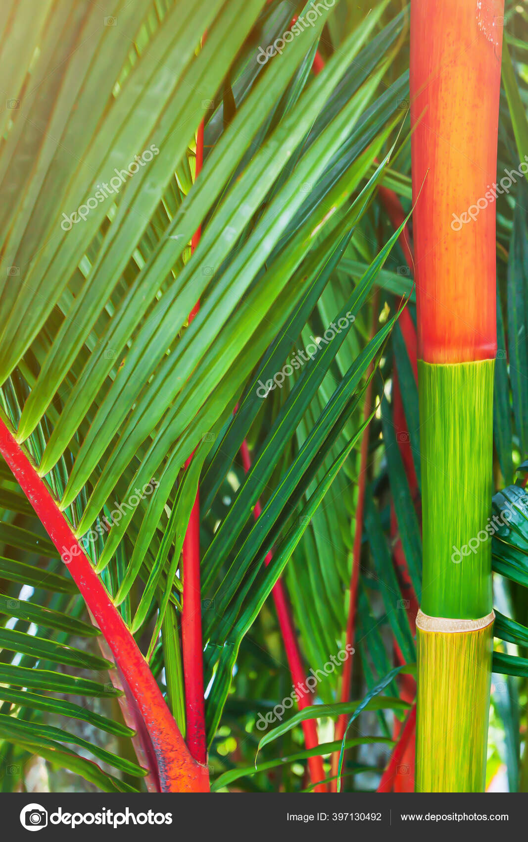 wallpapers Cyrtostachys Renda Leaf depositphotos