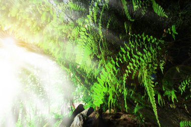 Güneş doğarken gizemli antik mağara, yağmur ormanlarının içinden mağaranın içindeki tropikal bitkilere ışık saçıyor, mağaranın içinden dışarı bakıyor. Phu Pha Yon Ulusal Parkı, Tayland. Eğrelti otu yapraklarına odaklan..
