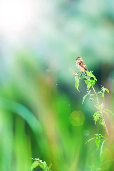 Uma Fêmea Pied Bush Chat Está Pousando Galho Árvore Nascer — Fotografia de Stock