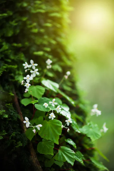 Floração Branca Florescente Begonia Tronco Árvore Uma Floresta Tropical Fresco — Fotografia de Stock