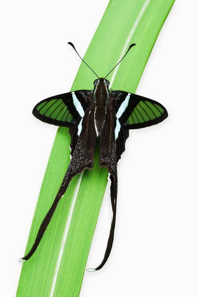 Primo Piano Green Dragontail Butterfly Appollaiato Foglia Erba Sua Sottospecie — Foto Stock