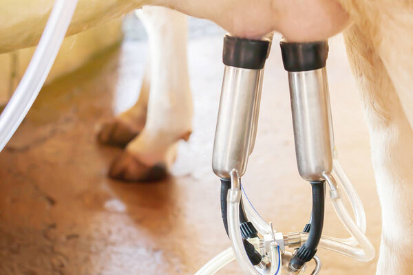 Milking a cow with the milking machine livestock barn. Close-up. Selective focus.