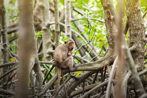Een Pasgeboren Krab Etende Makaken Moeders Armen Een Mangrove Bos — Stockfoto