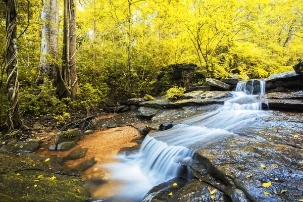 Чистий Водоспад Літньому Лісі Барвисте Жовте Листя Літній Сезон Специфічне — стокове фото
