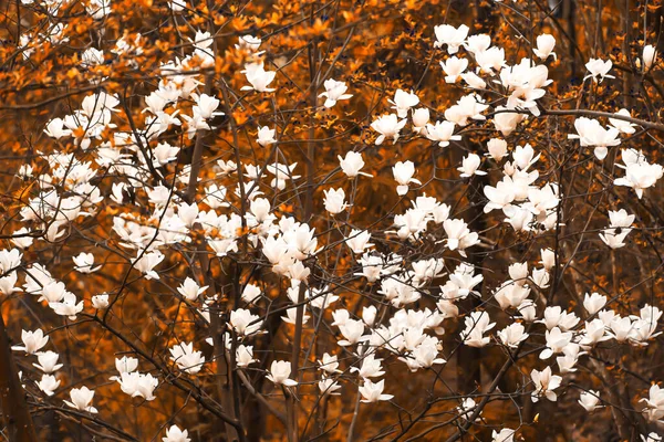 Magnolia Putih Mekar Bunga Hutan Musim Semi Yunnan Cina Fokus — Stok Foto