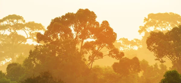 日の出に熱帯雨林のパノラマの空中ビュー 初期の光の中で大きな木の枝の抽象的な形状 木の枝に焦点を当てる — ストック写真