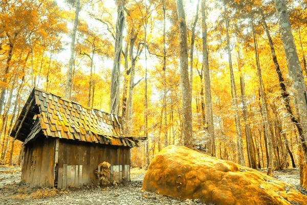 Una Cabaña Madera Antigua Aislada Bosque Otoño Hermosos Colores Sombra —  Fotos de Stock