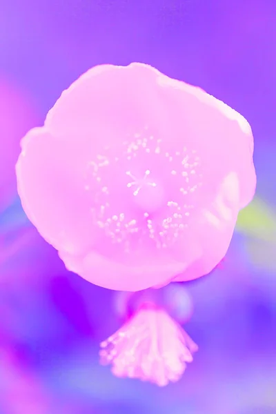 Blooming Purple Flower Morning Dew Blue Background Abstract Purple Color — Stock Photo, Image
