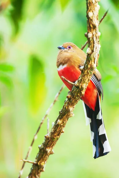 Ebedi Yeşil Ormandaki Sarmaşığa Tüneyen Kızıl Saçlı Dişi Bir Trogon — Stok fotoğraf