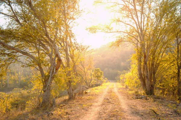 Tranquila Carretera Rural Que Conduce Hacia Bosque Amanecer Hermosas Hojas —  Fotos de Stock
