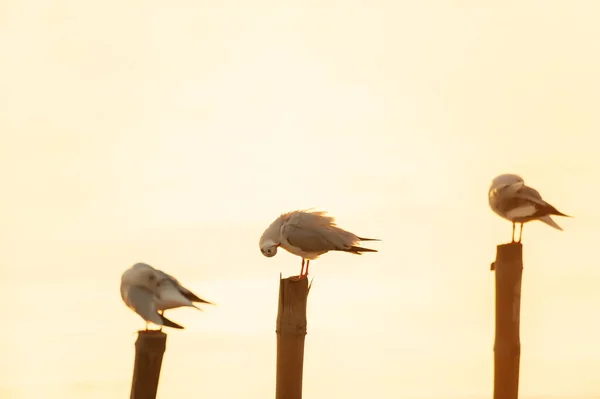 Troupeau Mouettes Qui Détendent Perchant Sur Les Souches Coucher Soleil — Photo