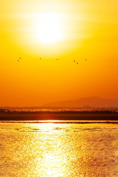 Eine Schar Pfeifender Enten Fliegt Gegen Sonnenuntergang Über Den See — Stockfoto