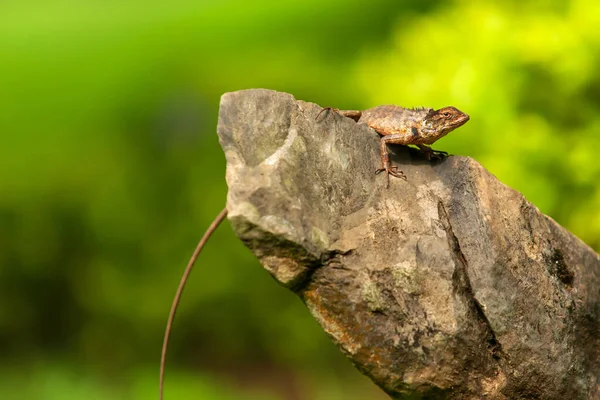 Ящірка Відпочиває Скелі Сонячний День Національний Парк Хао Лаем Таїланд — стокове фото