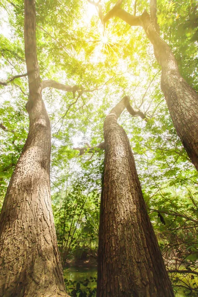 Fantastic three large trees growing up within the giant rain tree stump, looking up view of sunrise shines through green branches down on the large tree trunks. Focus on tree trunks.