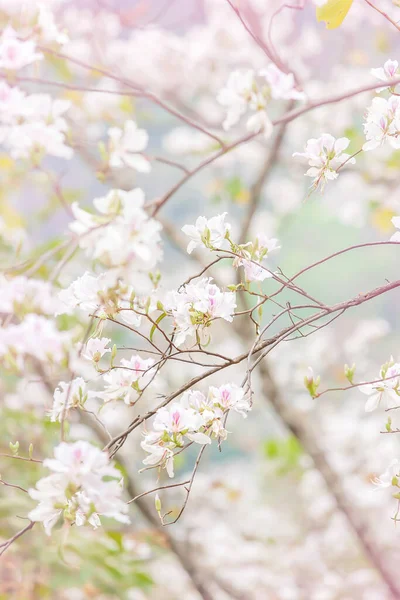 Blühende Weiße Bauhinia Variegata Oder Orchideenbaum Sommer Wunderschöne Weiße Blütenblätter — Stockfoto