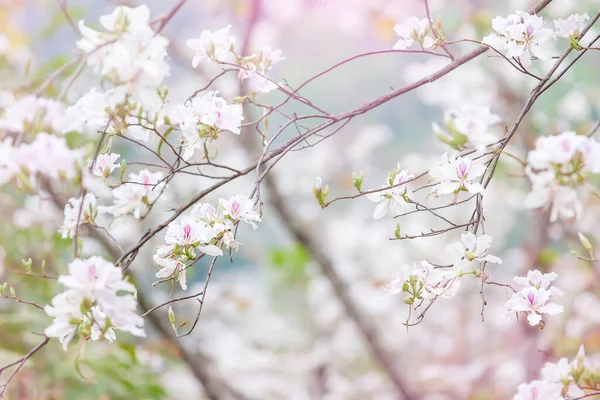 Ανθισμένα Λευκά Bauhinia Variegata Ορχιδέα Καλοκαίρι Πανέμορφα Λευκά Πέταλα Μωβ — Φωτογραφία Αρχείου