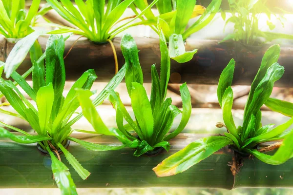 Coriander Hidroponik Segar Dan Sayuran Lain Yang Tumbuh Dalam Bambu — Stok Foto
