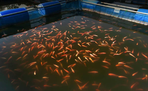 A school of Red Tilapia Fish in a farming cage, freshwater fish farming in North Thailand. Top view. Selective focus.