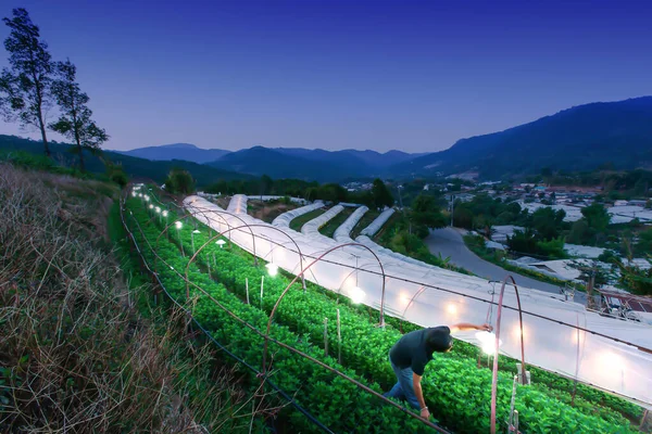 Asiatisk Ung Trädgårdsmästare Tänder Ljuset Sina Blommor Och Grönsaker Trädgård — Stockfoto