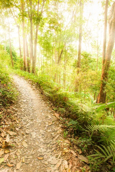 Tranquillo Sentiero Escursionistico Una Foresta Sempreverde All Alba Felci Verdi — Foto Stock