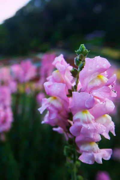 Цветущие Розовые Цветы Snapdragon Antirrhinum Утренней Росой Ботаническом Саду Мягкий — стоковое фото
