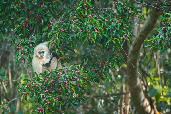 Een Moeder Lar Gibbon White Handed Gibbon Met Babyvoeding Aan — Stockfoto