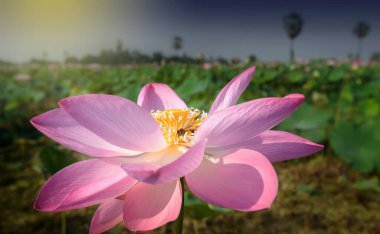 Bir bal arısı yaz sabahı tropikal bir gölde pembe nilüfer çiçeğinde polen topluyor. Pembe nilüfer çiçeğinin parlak ve güzel taç yaprakları tam çiçekleniyor. Geniş açı çekimi.