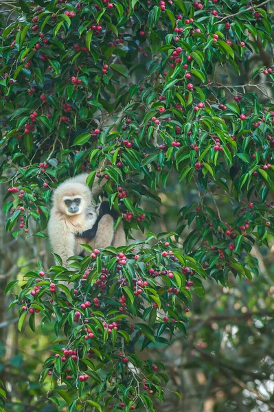 Een Moeder Lar Gibbon White Handed Gibbon Met Babyvoeding Aan — Stockfoto