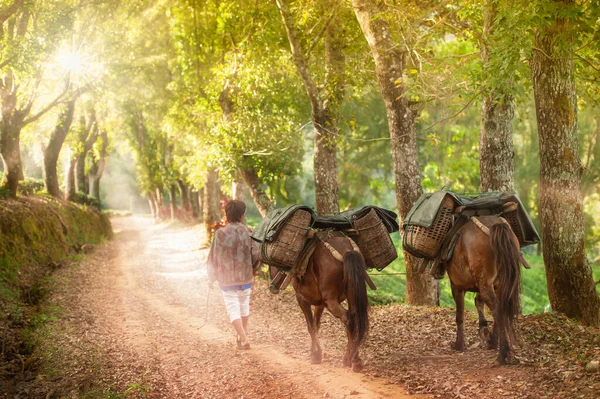 A Chinese young man walking with two brown horses laden with tea on the tea horse road at sunrise. Selective focus.