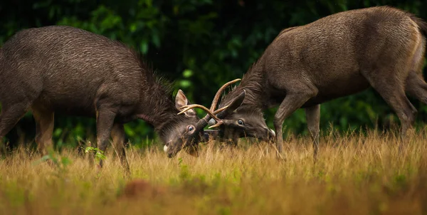 Varón Ciervo Sambar Ciervos Luchando Pastizal Temporada Parque Nacional Khao —  Fotos de Stock