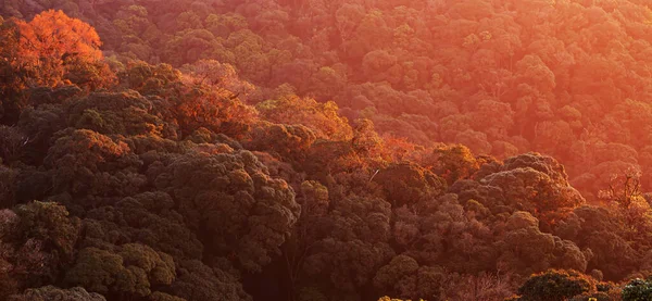 Vista Aérea Mágica Del Dosel Del Bosque Primitivo Cálido Amanecer — Foto de Stock