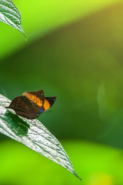 Egy Narancssárga Oakleaf Vagy Dead Leaf Napozó Zöld Levél Napfényben — Stock Fotó