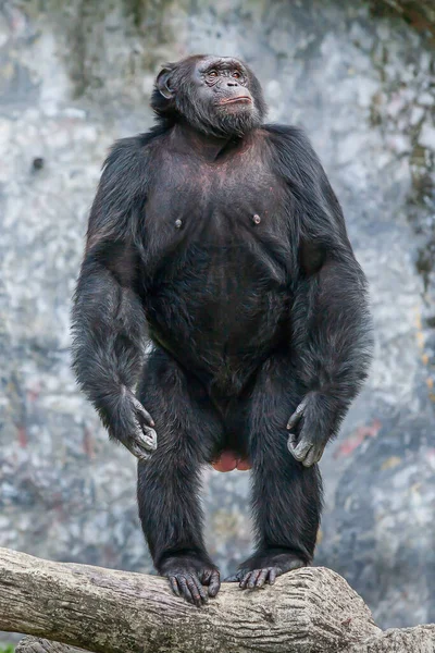 Portrait Chimpanzé Tient Sur Une Bille Béton Regarde Ailleurs — Photo