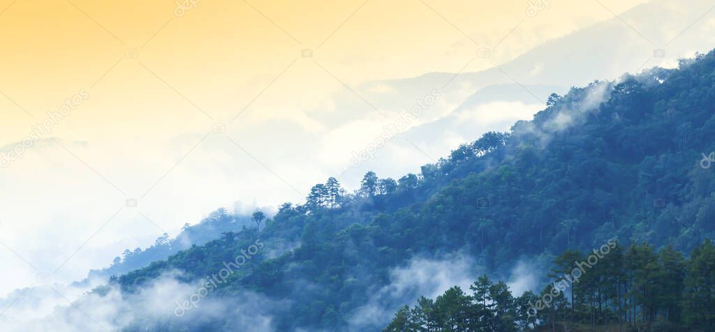 Panoramic scenery early morning views over pine forest, light blue mist covered pine forest and mountain range. Doi Ang Khang, Chiang Mai, Thailand. Soft focus.