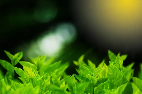 Текстура Паркану Зелених Дерев Сході Сонця Розмита Природним Фоном Який — стокове фото