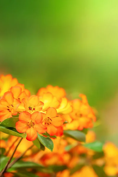 Blooming Orange Rhododendron Flowers Wooden Walkway Blurred Background Tranquil Flower — Stock Photo, Image