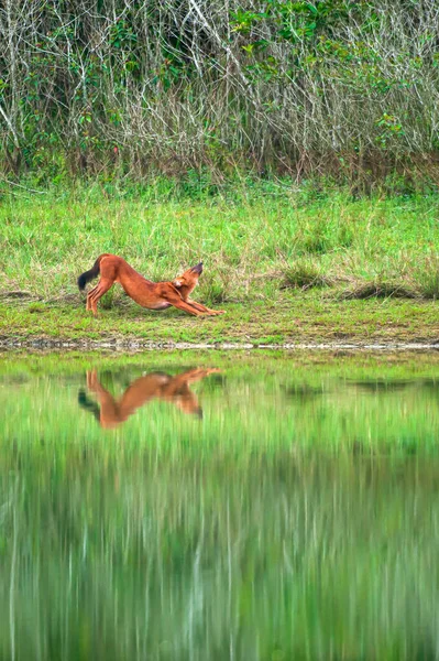 Cane Selvatico Asiatico Che Rilassa Sulle Verdi Praterie Vicino Lago — Foto Stock