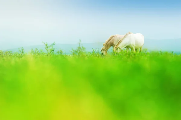 幸せなカップルの白い馬は朝の牧草地で放牧 — ストック写真
