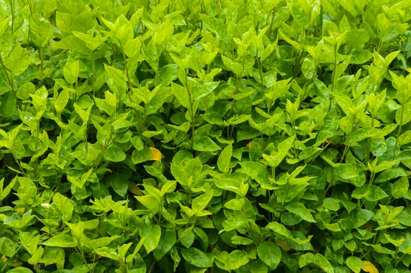 Zielone Drzewa Ogrodzenia Tekstury Liści Zielonych Liści Świetle Słonecznym Pełna — Zdjęcie stockowe