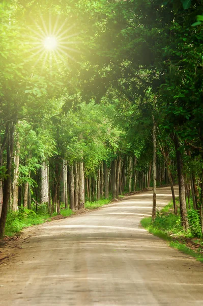Camino Tierra Vacío Que Conduce Hacia Bosque Tropical Amanecer Enfoque —  Fotos de Stock