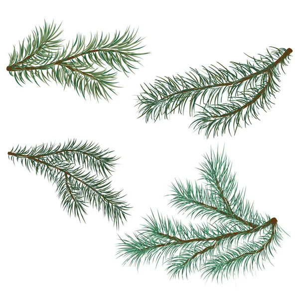 Green Lush Spruce Branches Pine Branches Isolated White Background — Stock Vector