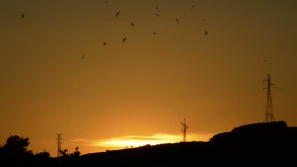 Traga Pájaros Volando Cielo Atardecer — Vídeo de stock