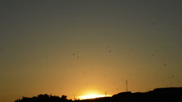 Gün Batımında Gökyüzünde Uçan Kırlangıç Kuşlar Sürüsü — Stok video