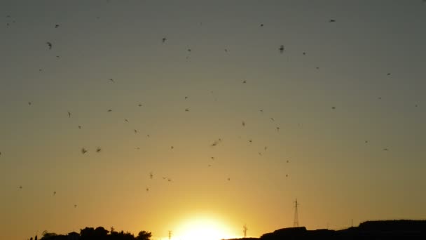 Schwalben Fliegen Bei Sonnenuntergang Den Himmel — Stockvideo