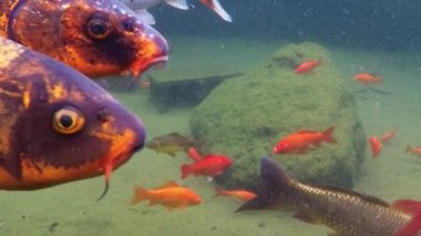 Bir su birikintisi veya bataklık, iç yüzme Koi balıkları yavaş