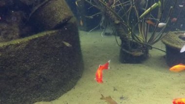 Kırmızı koi balık gölde Yüzme
