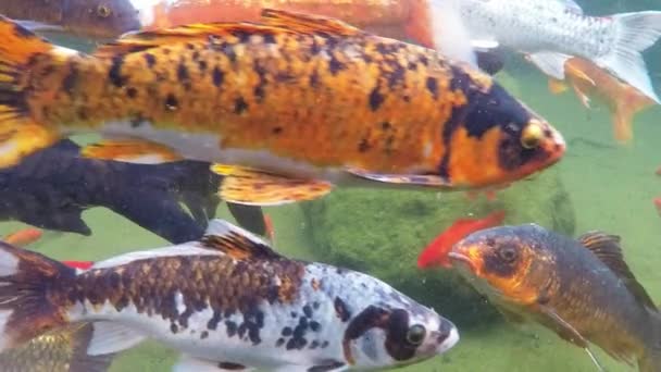 Koi Peces Nadando Estanque Pantano — Vídeos de Stock